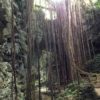 【沖縄南部旅行記】 ガンガラーの谷 ~ 亜熱帯 神秘の森