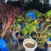 沖縄移住_庭に南国ガーデンを作りたい④挿し木から植樹まで_ドラセナ100本に挑戦！