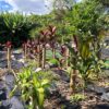 自宅楽園化計画⑧ガーデンの目玉、ハワイのドラセナの王様を植える！