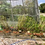 台風でなぎ倒された植物！ガーデンの巨匠から伝授の５つの手順で救出！